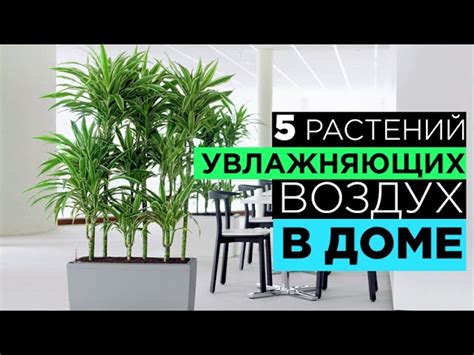 Подготовка и размещение мятных растений в вашем доме