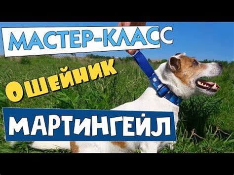 Подготовка к освобождению собаки от ошейника Сьерра Мадре