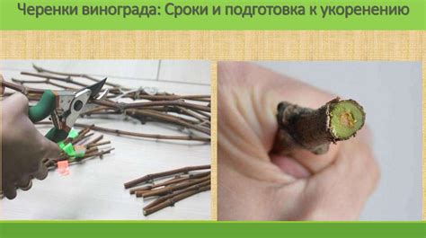 Подготовка молодых растений к укоренению
