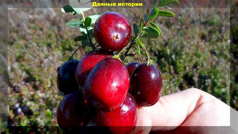 Подготовка почвы для посадки клюквы: неотъемлемые моменты и полезные советы