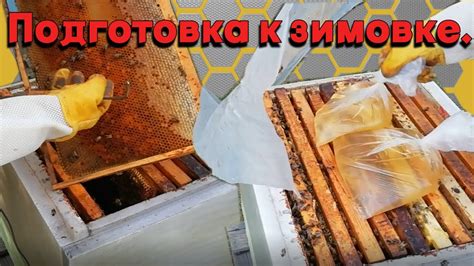 Подготовка пчел к обработке щавелевым раствором: порядок действий