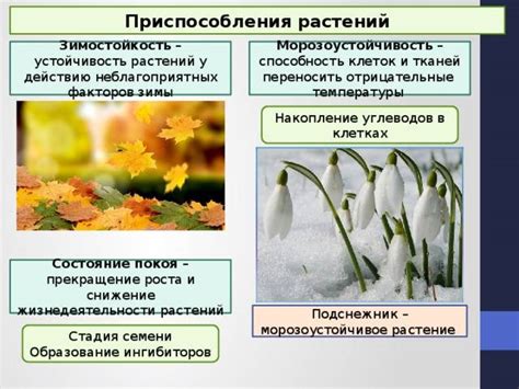 Подготовка растений к периоду покоя