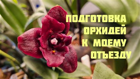 Подготовка растения к отсутствию ухода
