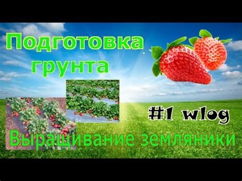 Подготовка саженцев клубники перед посадкой: ключевые этапы