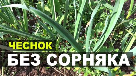 Подготовка саженцев чеснока перед посадкой