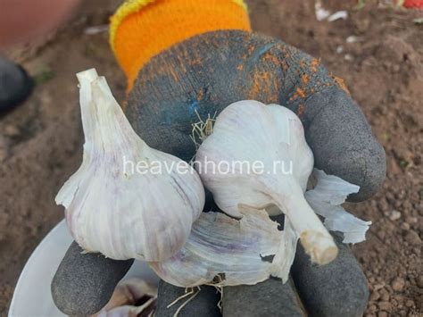 Подготовка солидной замены для высадки чеснока в зимнее время