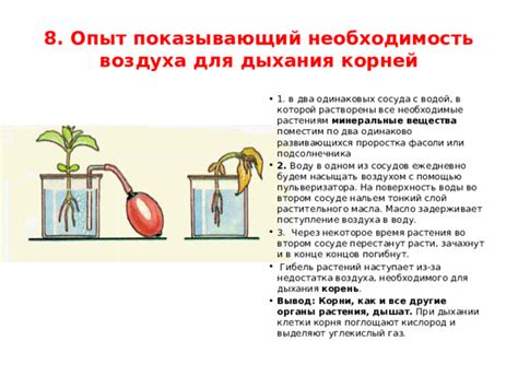 Подготовка сосуда и воды для живых растений: основные рекомендации и советы