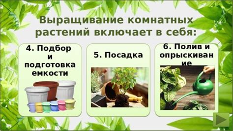 Подготовка субстрата и подбор емкости