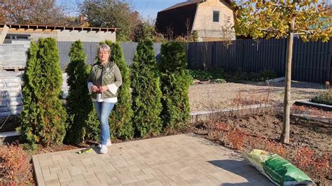 Подготовка туи к зиме и предоставление ей надлежащей защиты