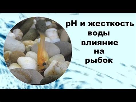 Поддержание и уход за визуальным органом рыбы
