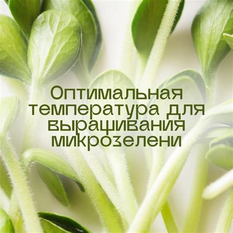 Поддержание оптимальной температуры в террарии: эффективное использование отопительных устройств