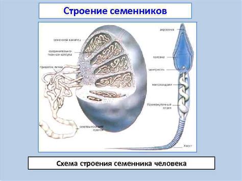 Поддерживание и обновление обстоятельств защиты семенных ложек