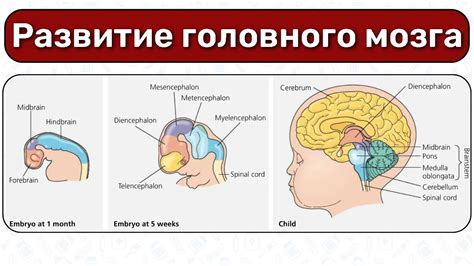 Поддержка нервной системы и мозговой активности