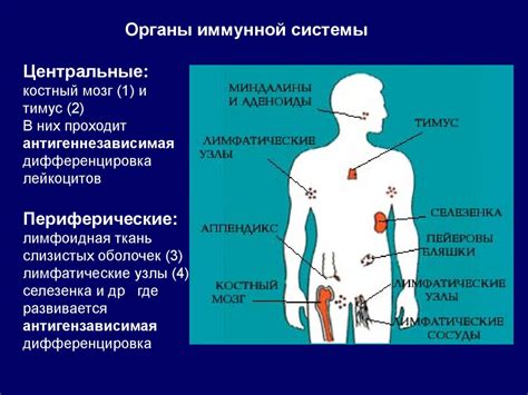 Поддержка функции иммунной системы