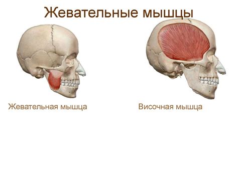 Подзаголовок 5: Основные симптомы несоответствия размера головы и туловища