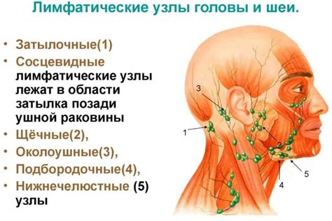 Подчелюстные лимфоузлы: особенности обнаружения и советы по их проверке