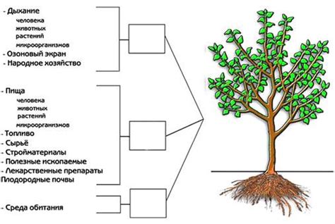 Подчеркнуть прелести и равновесие растений в убранстве