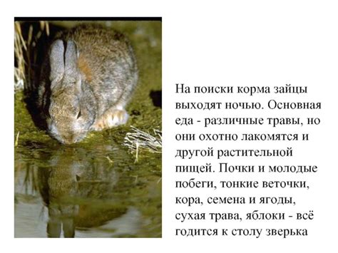 Поиски корма