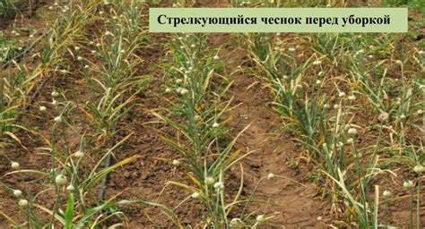 Поиск альтернативы: необходимость обнаружения других способов выращивания чеснока в условиях зимы