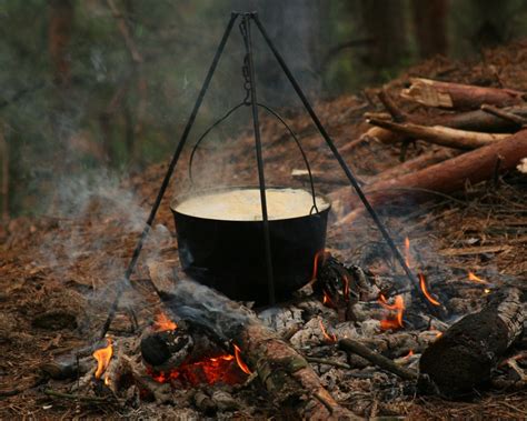 Поиск пищи: важный аспект поведения сороки