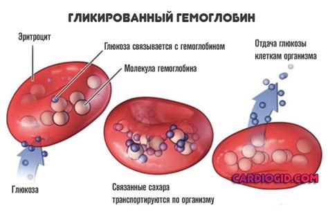 Показатели гликозилированного гемоглобина