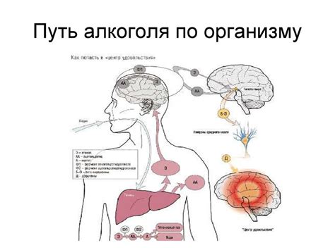 Полезные подходы к детоксикации организма после периода принятия алкоголя