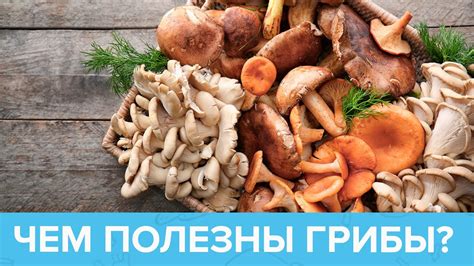 Полезные свойства: питательность и витамины грибов