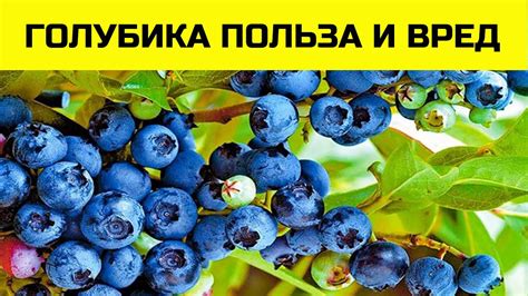 Полезные свойства голубики для организма