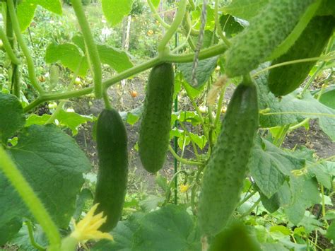 Полезные советы и хитрости приготовления огурцов с нежным вкусом