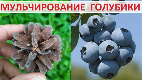 Полив голубики: оптимальные условия и рекомендации