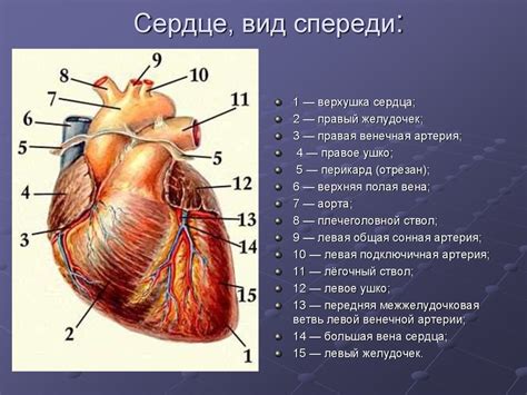 Полная информация о работе сердца в удобном графическом формате