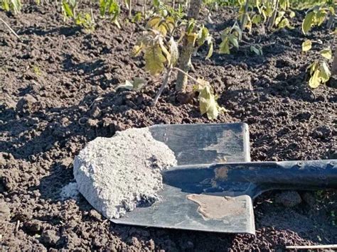 Получение питательного средства из золы для обогащения растений