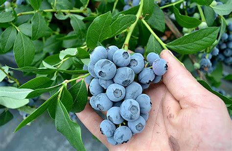 Польза голубики для укрепления иммунной системы