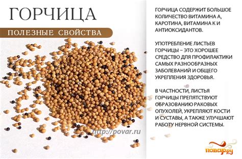 Польза и натуральные свойства горчицы для организма