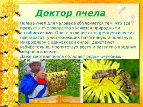 Польза клеток с пищевым соком пчел для организма человека
