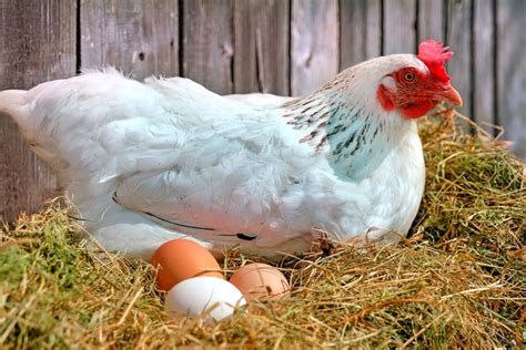 Помощь в домашних условиях при наземном в случае с курицами и их яйцами