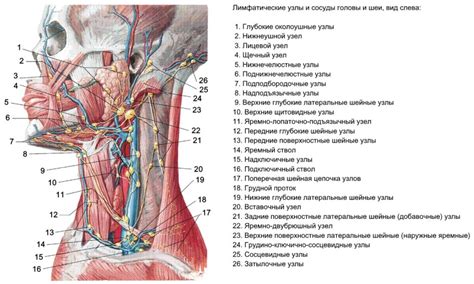 Понимаем причины и симптомы образования выступления на шее: признаки и причины его проявления