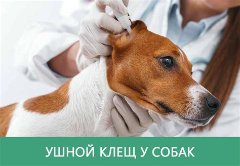 Понимаем проблему: что такое паразит ушной клещ и влияние его на здоровье домашних питомцев