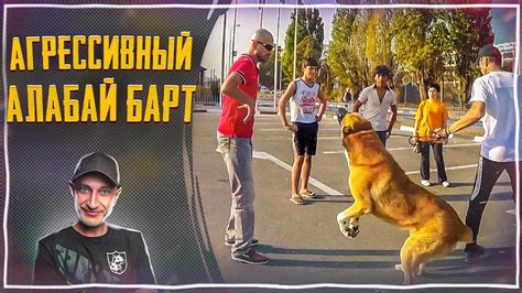 Понимание причин проявления агрессии у собак по отношению к своим хозяевам