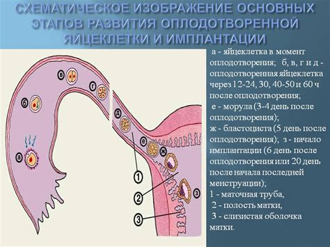 Понимание процесса овуляции