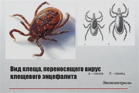 Понятие и особенности энцефалитного клеща