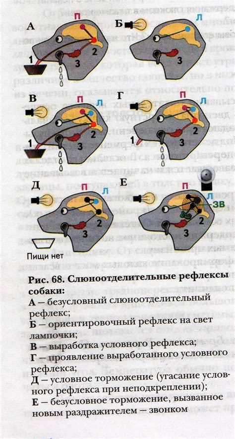 Понятие и примеры безусловного рефлекса