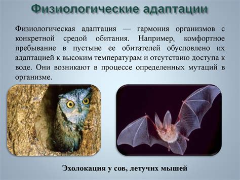 Постепенная адаптация ястреба к новой среде обитания