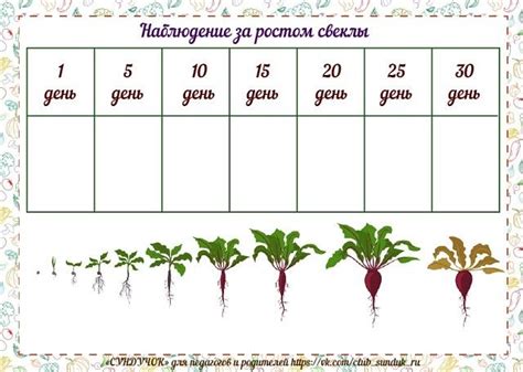 Постепенное наблюдение за ростом грибов и их окружением