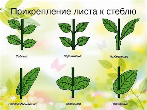Постепенное прикрепление листьев на основу юбки