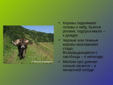 Потенциальная связь сновидений о доении коровы с подсознательными эмоциями и опытом