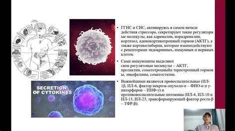Потенциальное воздействие на иммунную систему