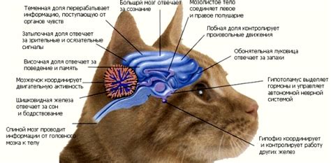 Потеря функции задних конечностей у таксы: возможные причины и факторы.