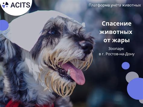 Потребность в заботе и внимании: значение сновидения о молодых собачках для женщины