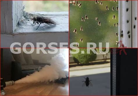 Почему волосы притягивают мух